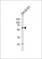 PAK1 Antibody (Center)